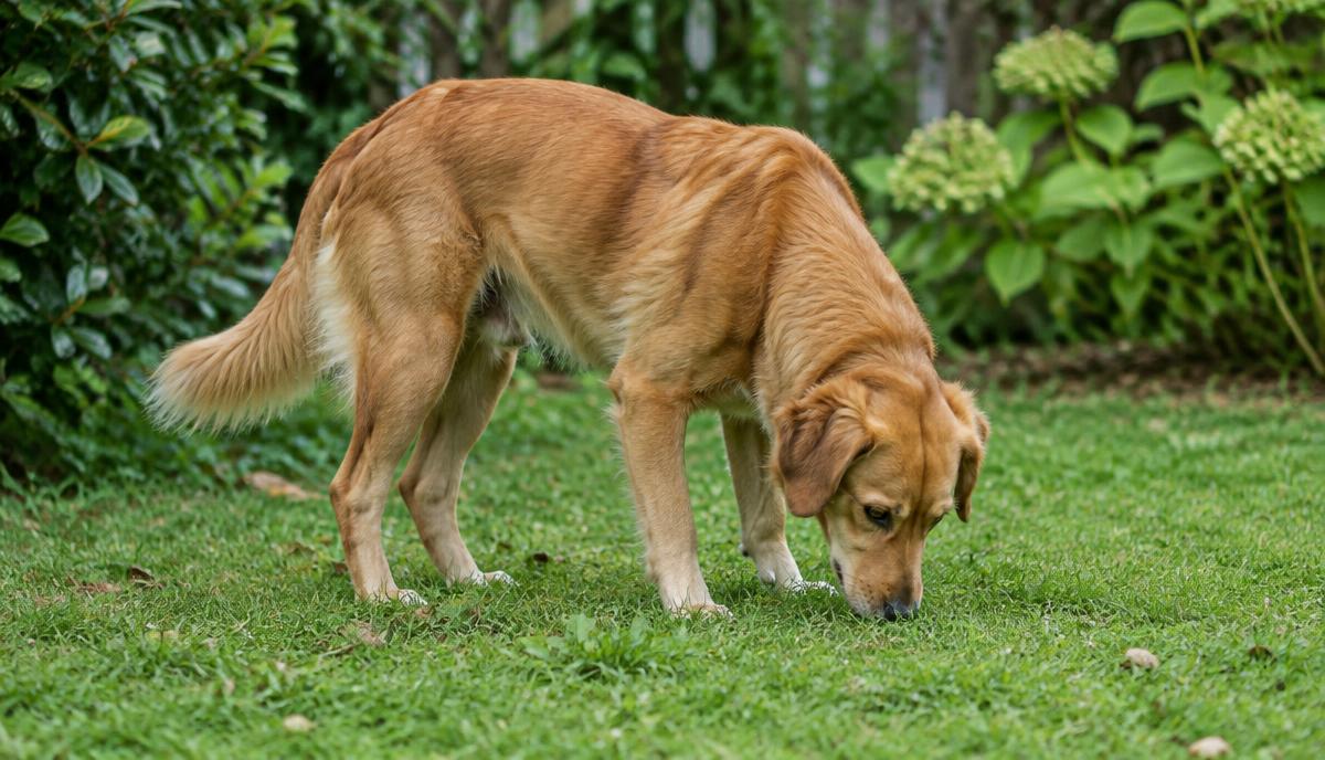 Aktivitäten für Hunde: Beschäftigung mit Sinn