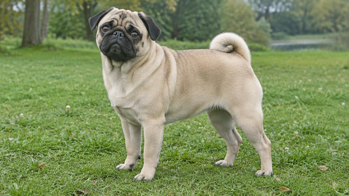 Mops: Wesen, Gesundheit und verantwortungsvolle Haltung